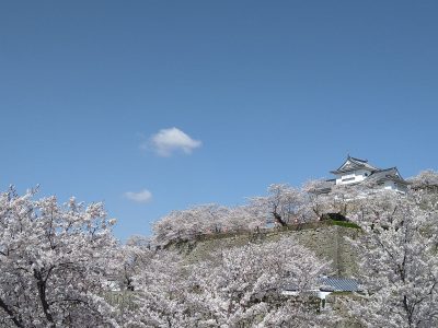 岡山県でお花見してみませんか！2022～相談員によるリアル実況～ | 地域のトピックス