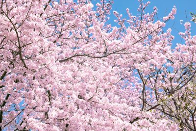 目黒川にも負けないくらい、綺麗に桜が見える鳥取のおすすめ場所 | 地域のトピックス