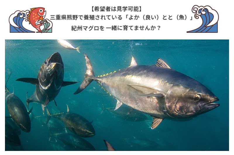 (募集を終了しました)【希望者は見学可能】熊野で養殖されている「よか（良い）とと（魚）」紀州マグロを一緒に育てませんか？ | 地域のトピックス