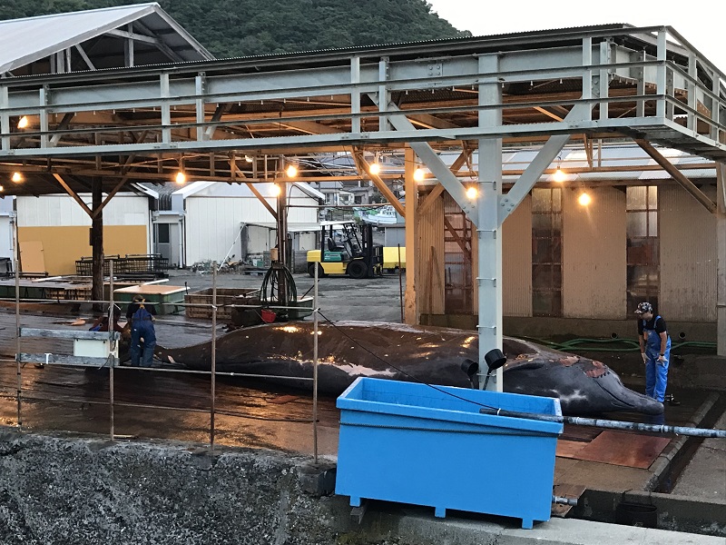 【南房総市】鯨が揚がりました! | 地域のトピックス