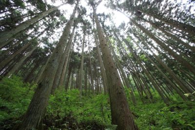 あいちの山里で林業を始めてみませんか? | 移住関連イベント情報
