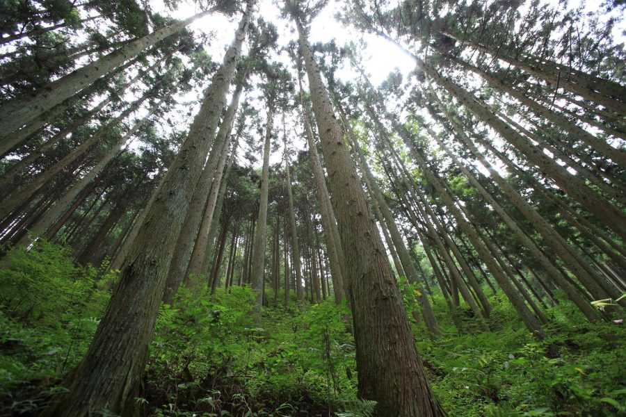 あいちの山里で林業を始めてみませんか? | 移住関連イベント情報