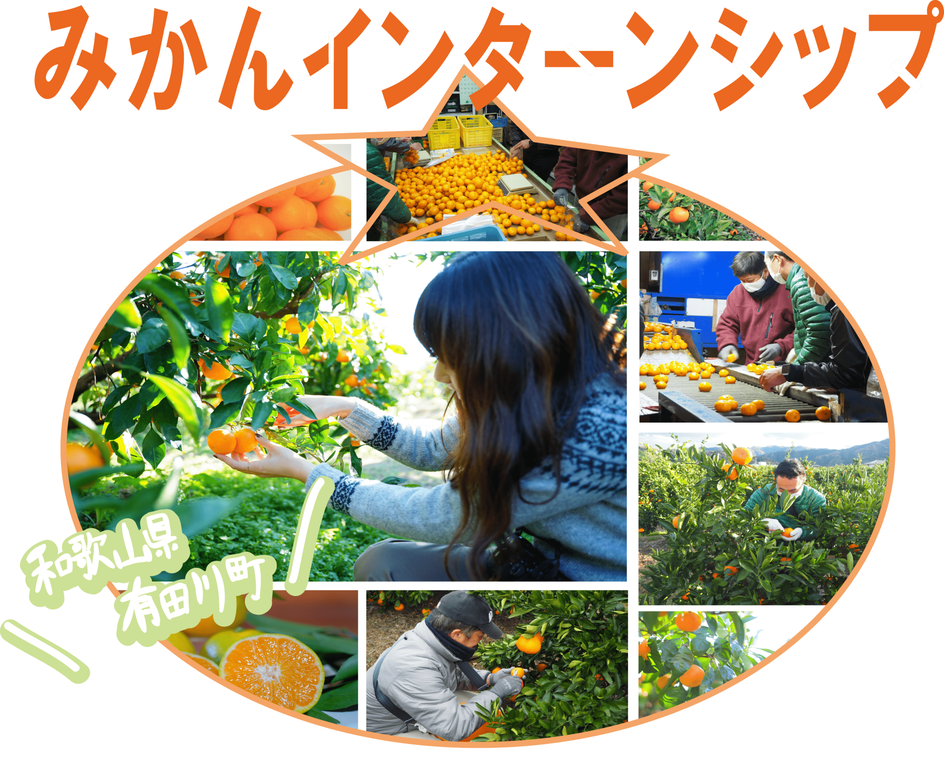 有田川町・有田みかん×就農-体験インターンシップ- | 移住関連イベント情報