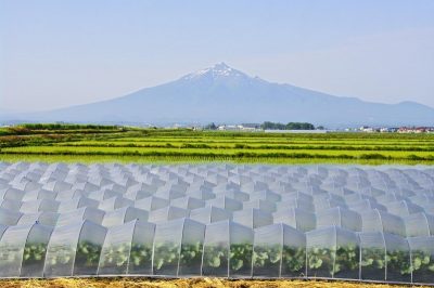 つがる市地域おこし協力隊募集！ | 地域のトピックス