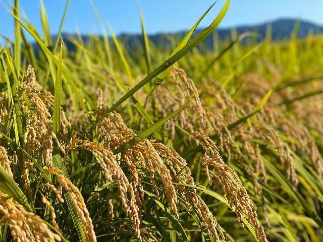 湯前町 地域おこし協力隊募集 【農業振興 1名】 | 地域のトピックス
