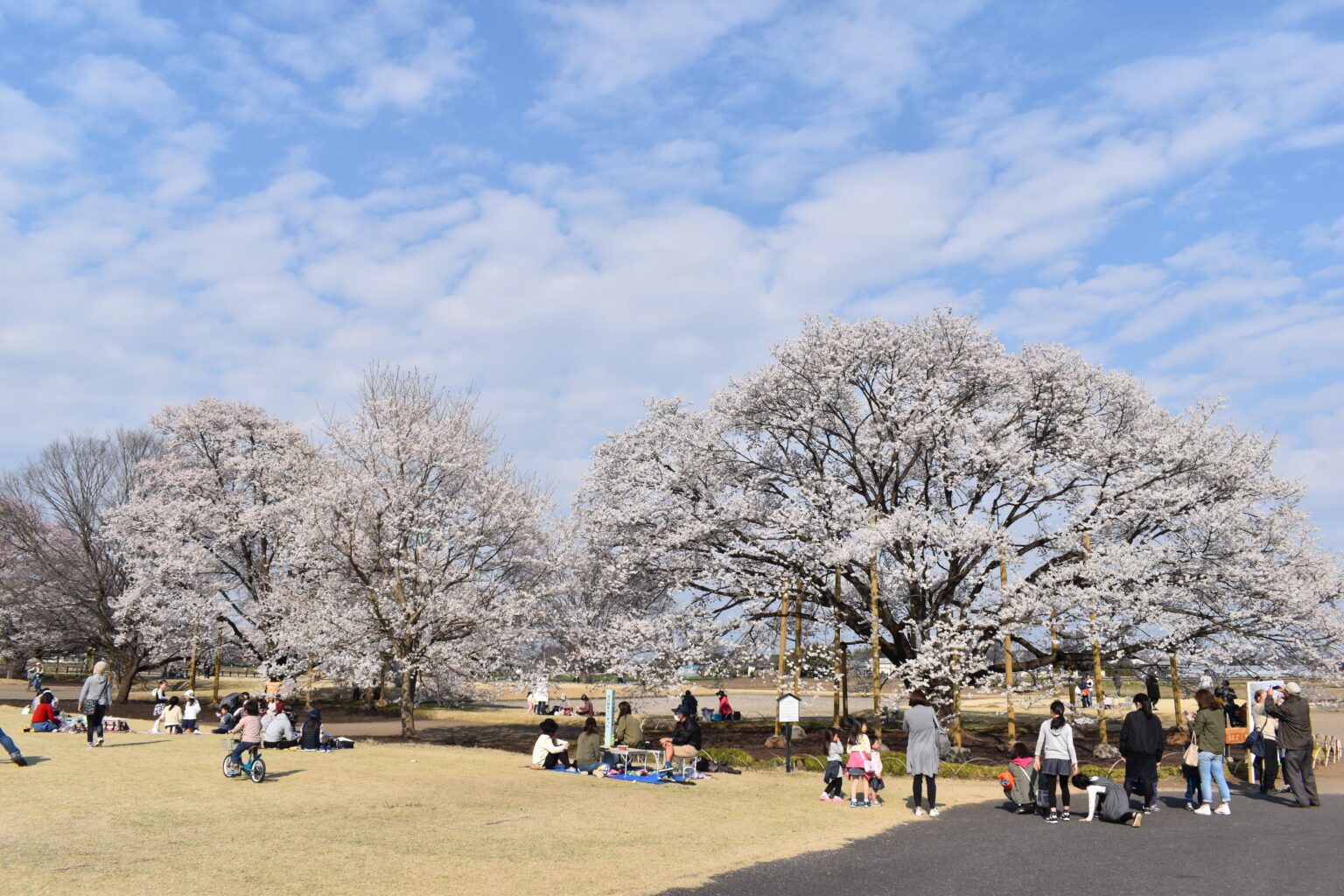 【下野市】お花見＆いちご摘み体験交流会 | 地域のトピックス