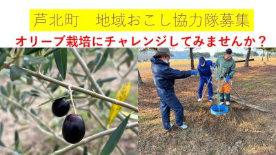 芦北町　地域おこし協力隊募集【オリーブ栽培 1名】 | 地域のトピックス