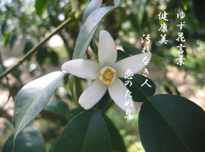 【北川村】ゆずの産地で「ゆず農家」を目指す/地域おこし協力隊を募集します！ | 地域のトピックス