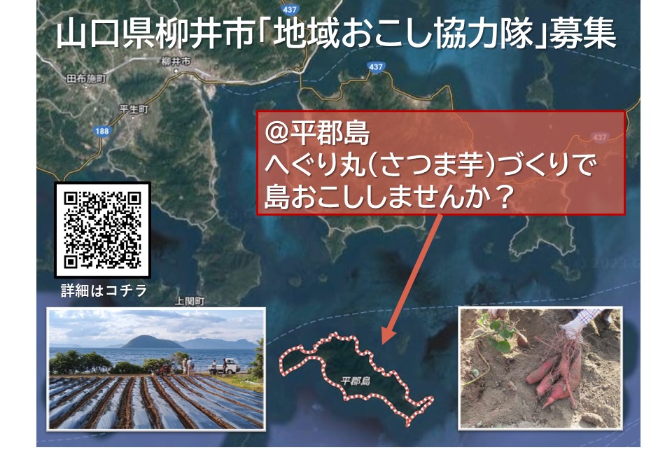 【山口県柳井市】へぐり丸(さつま芋)づくりで島おこししませんか?<地域おこし協力隊募集> | 地域のトピックス
