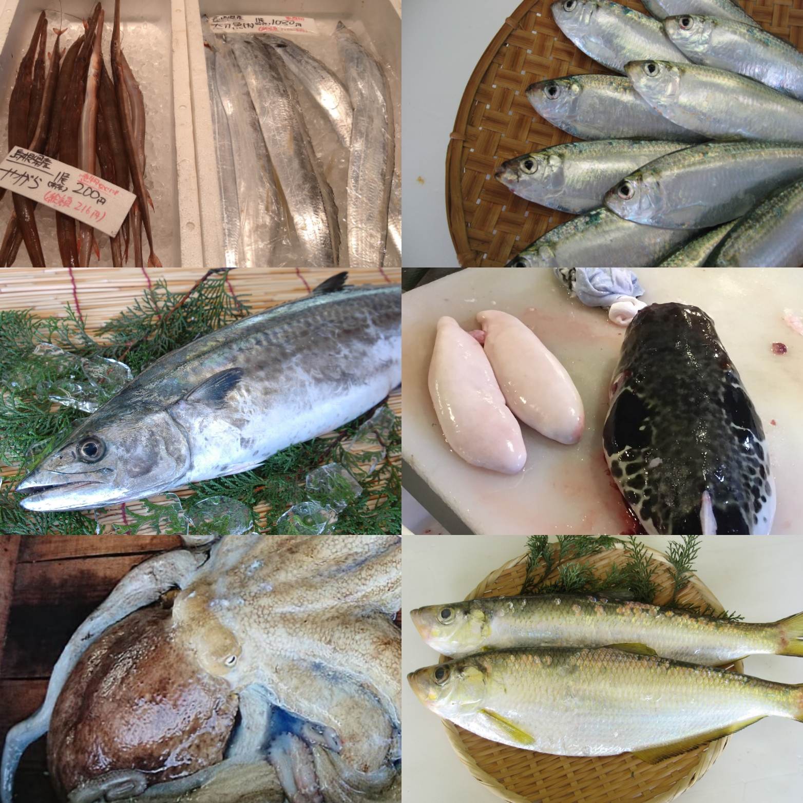 6月24日「美味しい!絶品・海ぐらし~おかやまの魚の魅力~」を開催しました! | 地域のトピックス