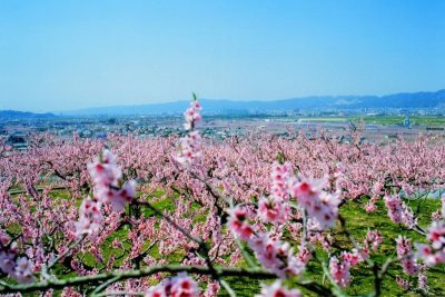 <移住・まち情報>【和歌山・紀の川市】 ってどんなとこ?(NHK「いいいじゅー!!」2023/6/6放送) | 地域のトピックス