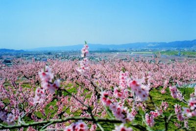 ＜移住・まち情報＞【和歌山・紀の川市】 ってどんなとこ？(NHK「いいいじゅー!!」2023/6/6放送) | 地域のトピックス