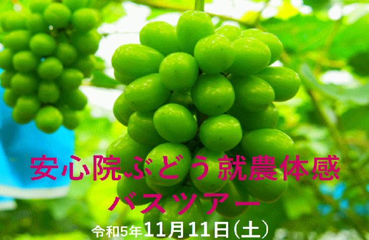 【宇佐市】11月11日(土) 安心院ぶどう就農体感バスツアー | 移住関連イベント情報