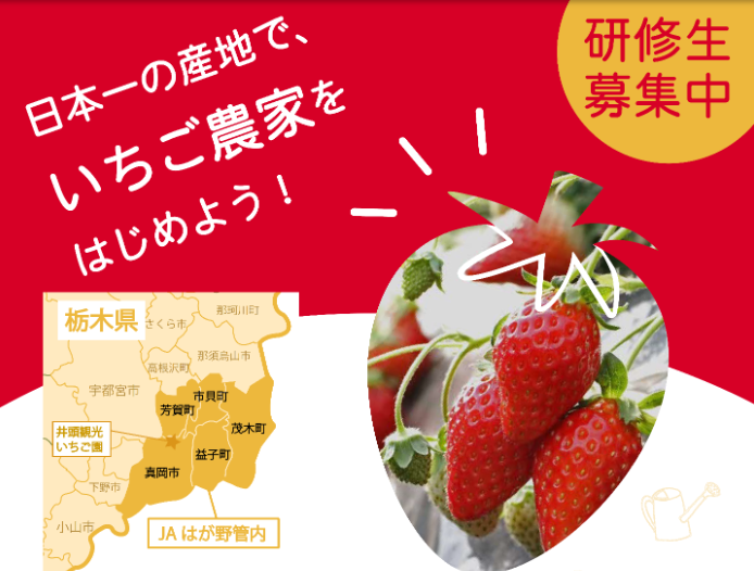 【真岡市】日本一の産地でいちご農家をはじめよう！新規就農塾研修生募集中！ | 地域のトピックス
