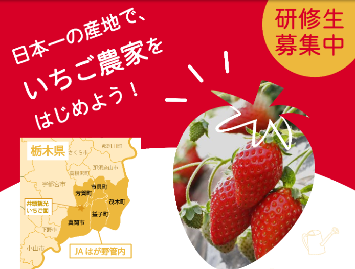 【真岡市】日本一の産地でいちご農家をはじめよう!新規就農塾研修生募集中! | 地域のトピックス