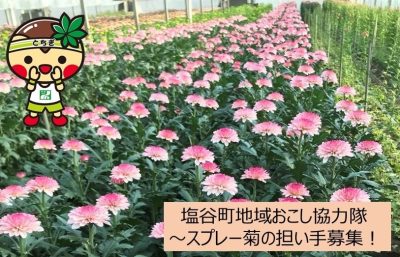 【塩谷町】スプレー菊の担い手！地域おこし協力隊募集！ | 地域のトピックス