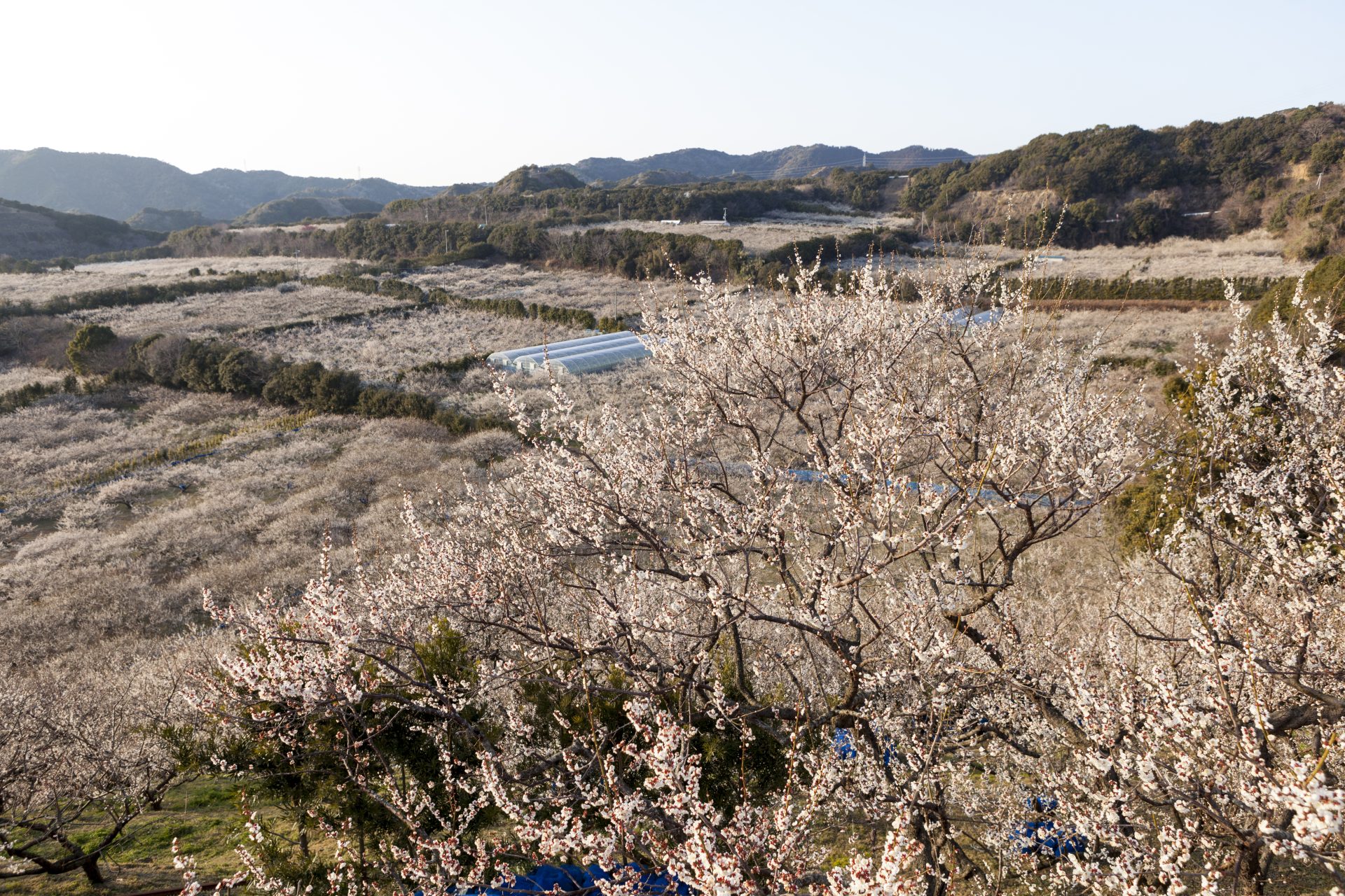【みなべ町】日本一の梅の里！風光明媚な景色に囲まれた”梅”ある暮らし | 地域のトピックス