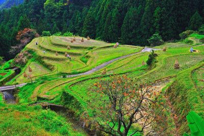 【上勝町】建設会社で地酒づくり・PRを担う人材を募集 | 地域のトピックス