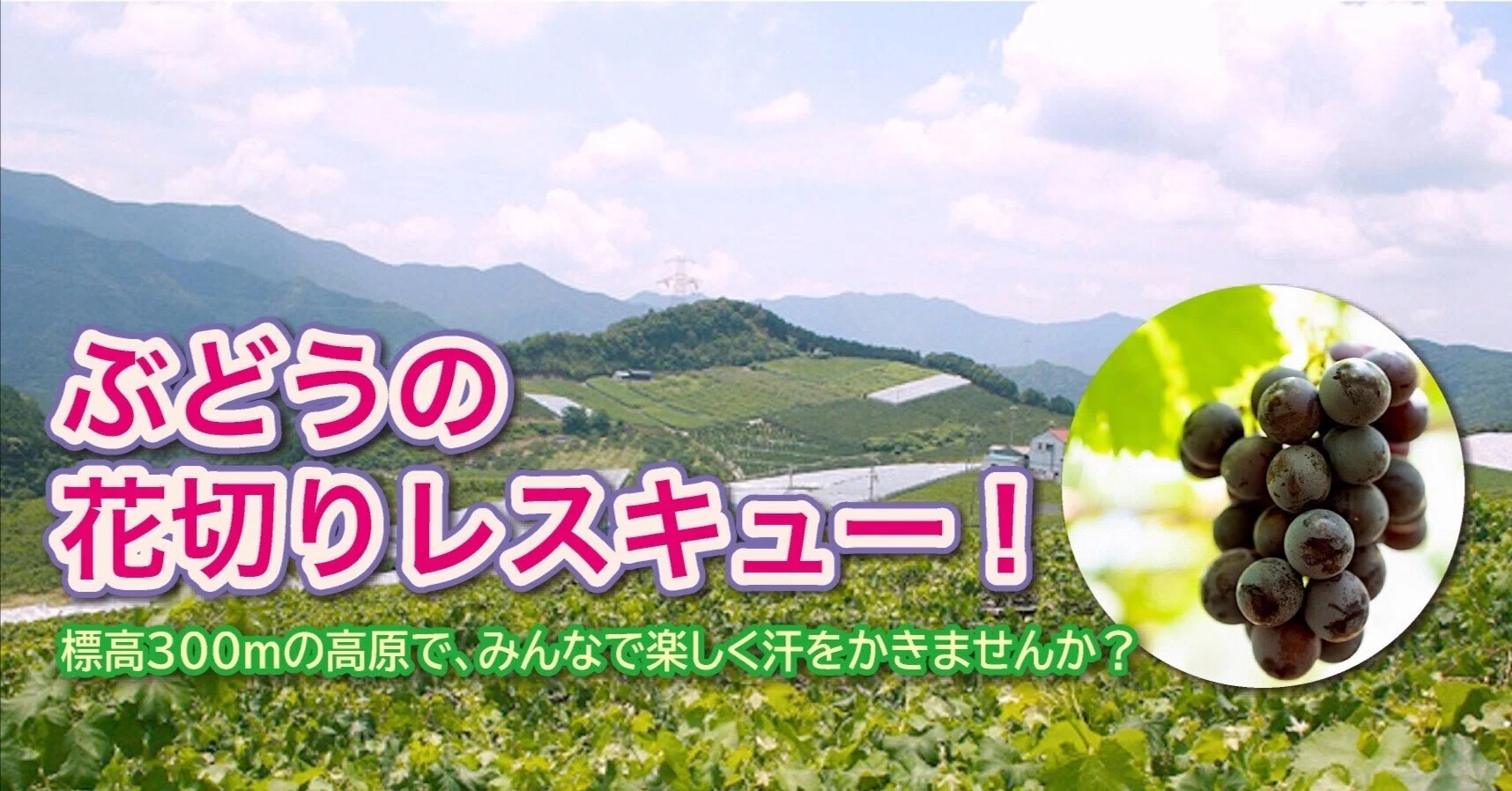 「ぶどうの花切りレスキュー」参加者募集中! | 移住関連イベント情報