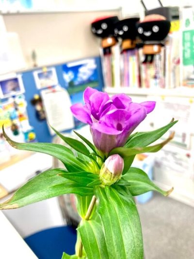 有楽町で咲いた可憐な花～八幡平市のりんどう～ | 地域のトピックス