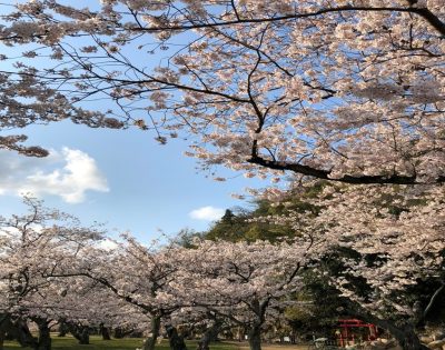 鳥取県の桜の開花情報 | 地域のトピックス