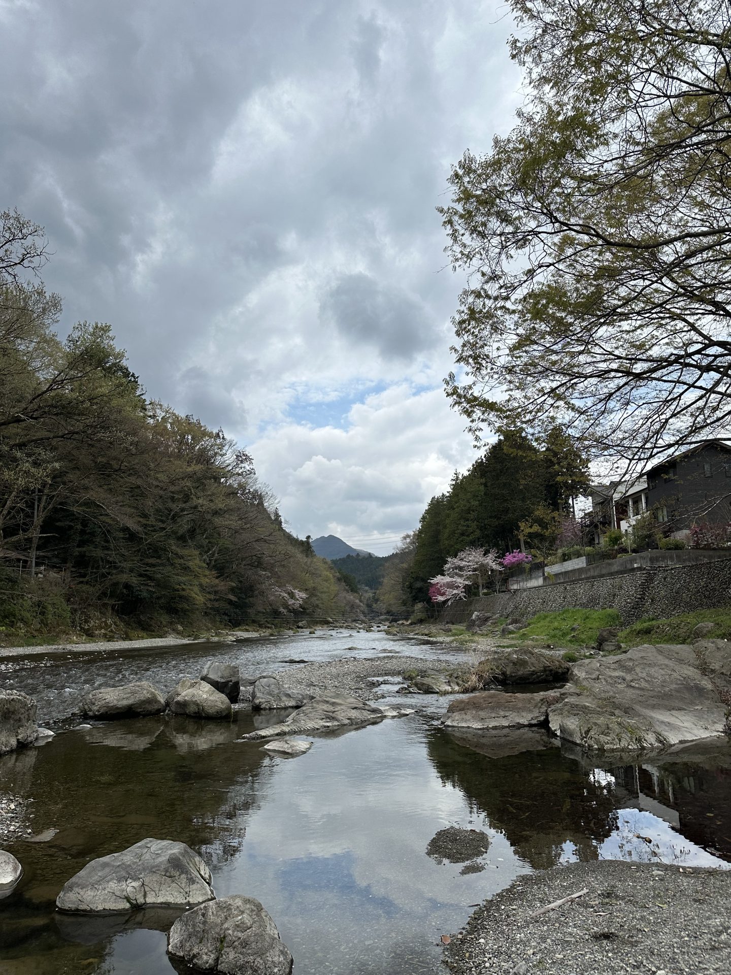 東京探検！あきる野市 五日市～河原の桜散歩～ | 地域のトピックス