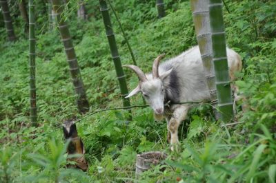 【地域おこし協力隊】～福岡県八女市「夢たちばなビレッジ」を拠点とした白木地区活性化業務～ | 地域のトピックス