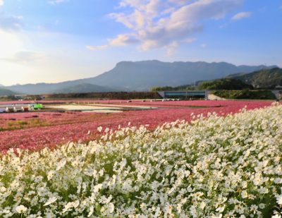 おおいた移住　わがまちこんなとこ（５）中津市 | 地域のトピックス