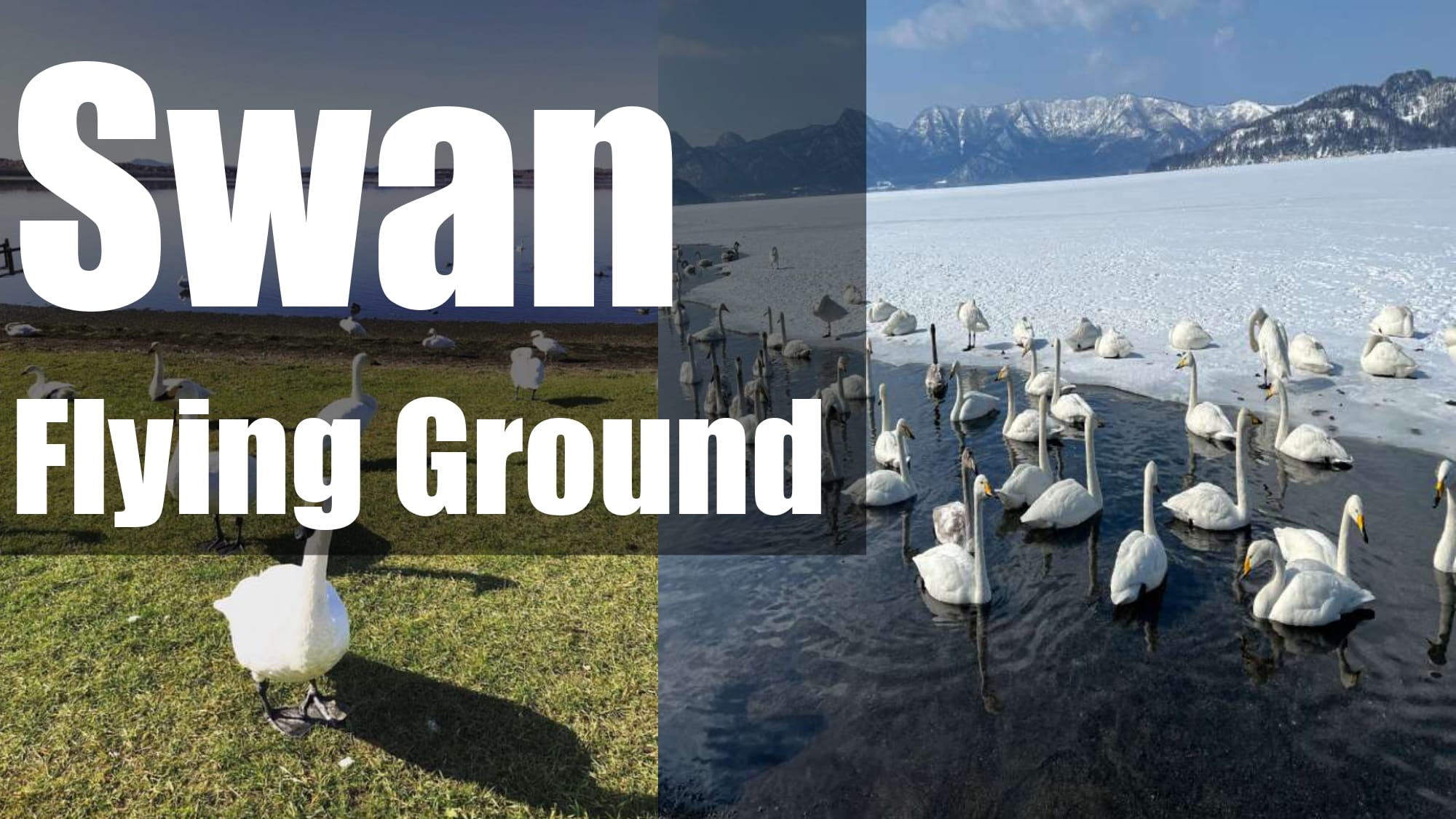 23bde8d99e825cbcad60828d2e32ab