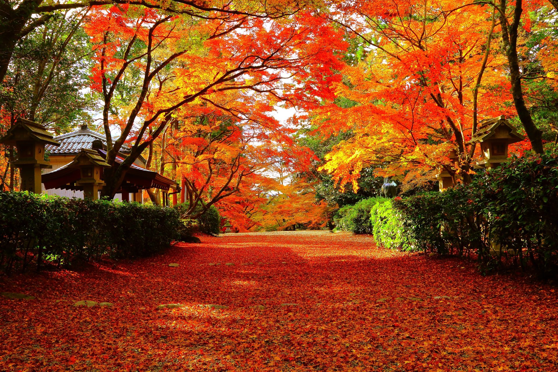 滋賀の県木は「紅葉」です! | 地域のトピックス