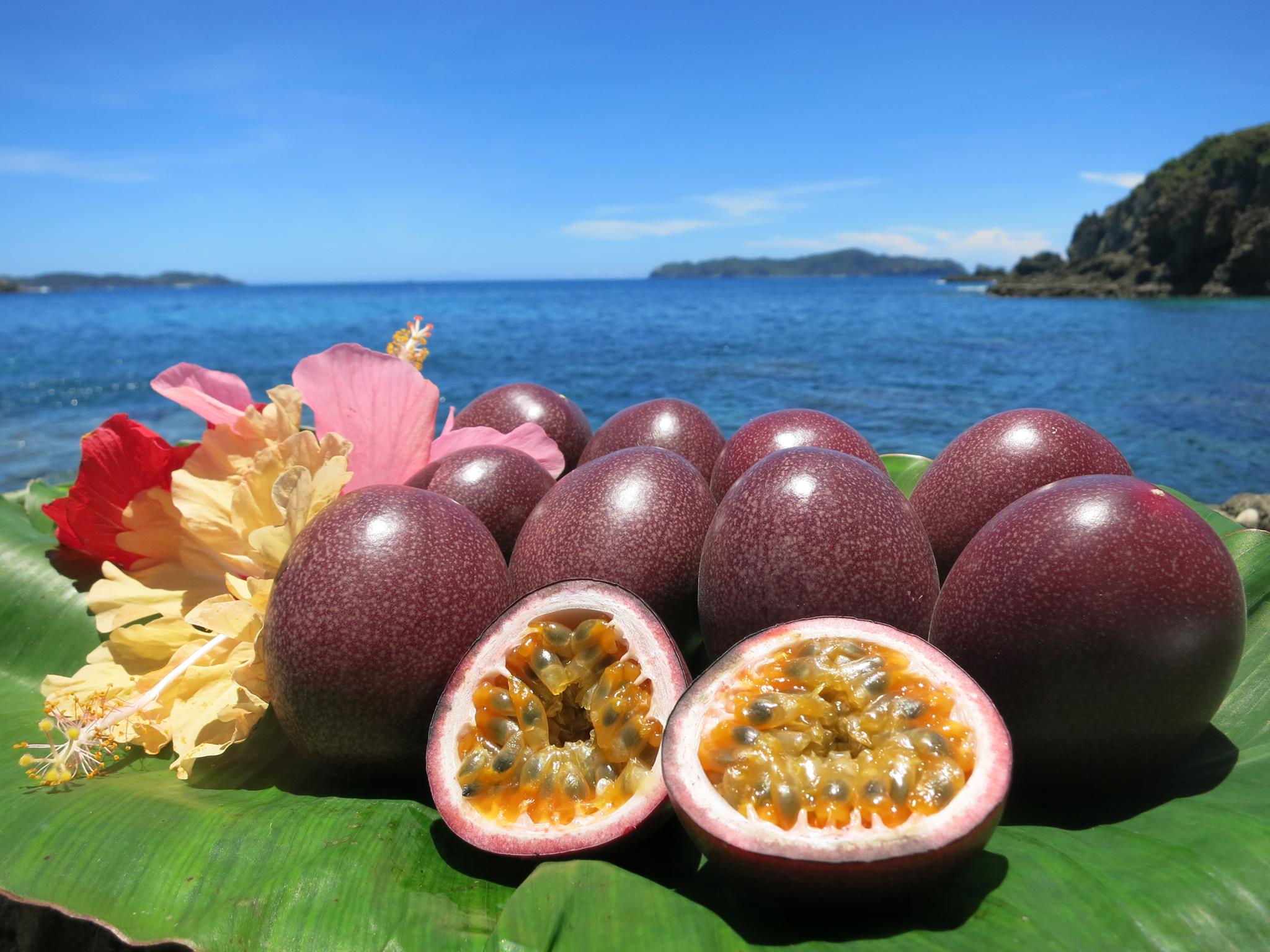 トロピカルフルーツです tata420.jpg