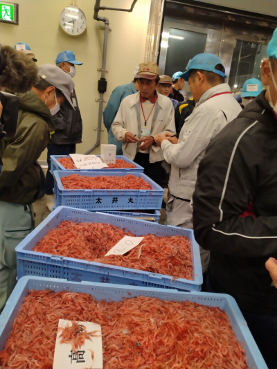 GWに如何？獲れたてを生で味わえるのは世界で静岡市だけ！ | 地域のトピックス