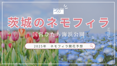 絶景ネモフィラ開花予想【2025】 | 地域のトピックス
