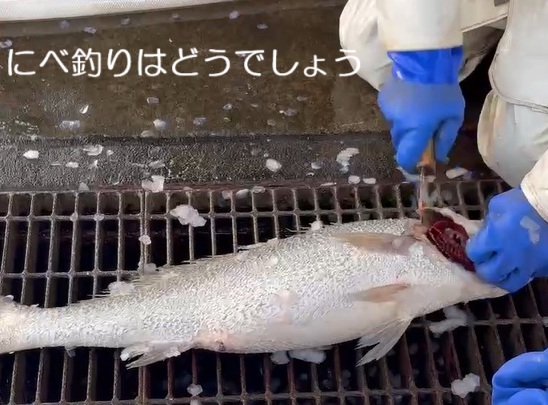 海釣り楽しめますよ~ | 地域のトピックス