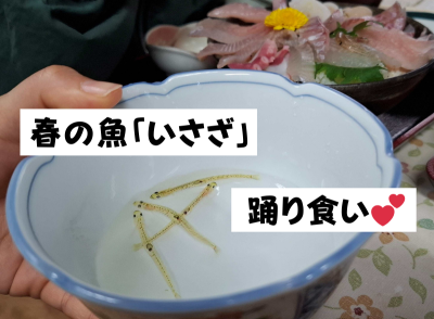 春の魚「いさざ」踊り食い！？ | 地域のトピックス