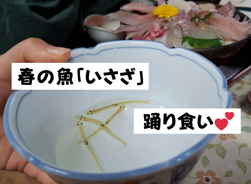 春の魚「いさざ」踊り食い!? | 地域のトピックス