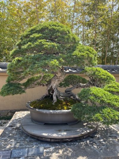 推定樹齢500年