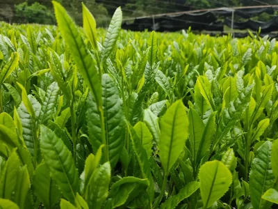 【京都府綾部市で開催】茶業の魅力体験研修会 | 移住関連イベント情報