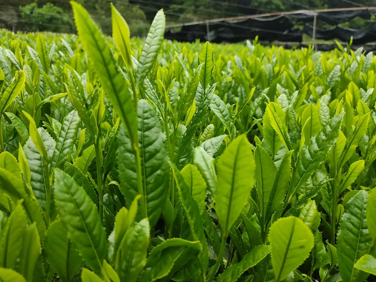 【京都府綾部市で開催】茶業の魅力体験研修会 | 移住関連イベント情報
