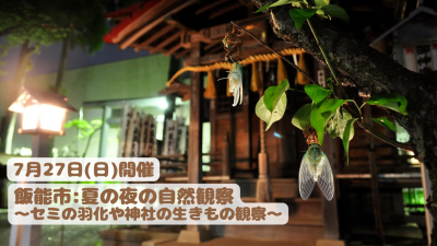 夏の夜の自然観察～セミの羽化や神社の生きもの観察～ | 地域のトピックス