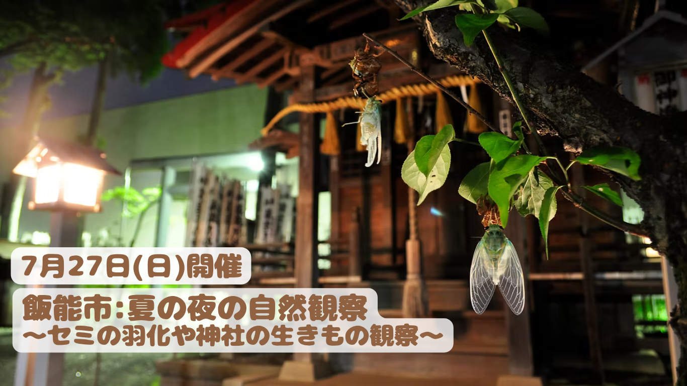 夏の夜の自然観察～セミの羽化や神社の生きもの観察～ | 地域のトピックス