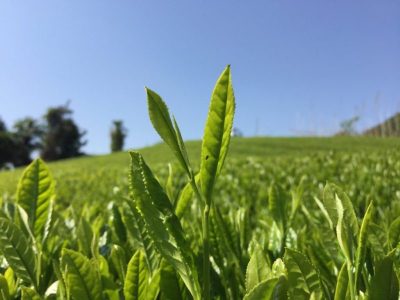 静岡市  有機茶地域おこし協力隊員募集！！ | 地域のトピックス