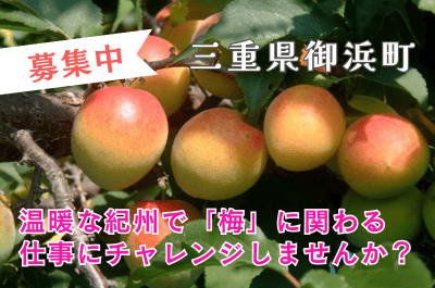 【三重県・御浜町】温暖な紀州で「梅」に関わる仕事にチャレンジしませんか？ | 地域のトピックス