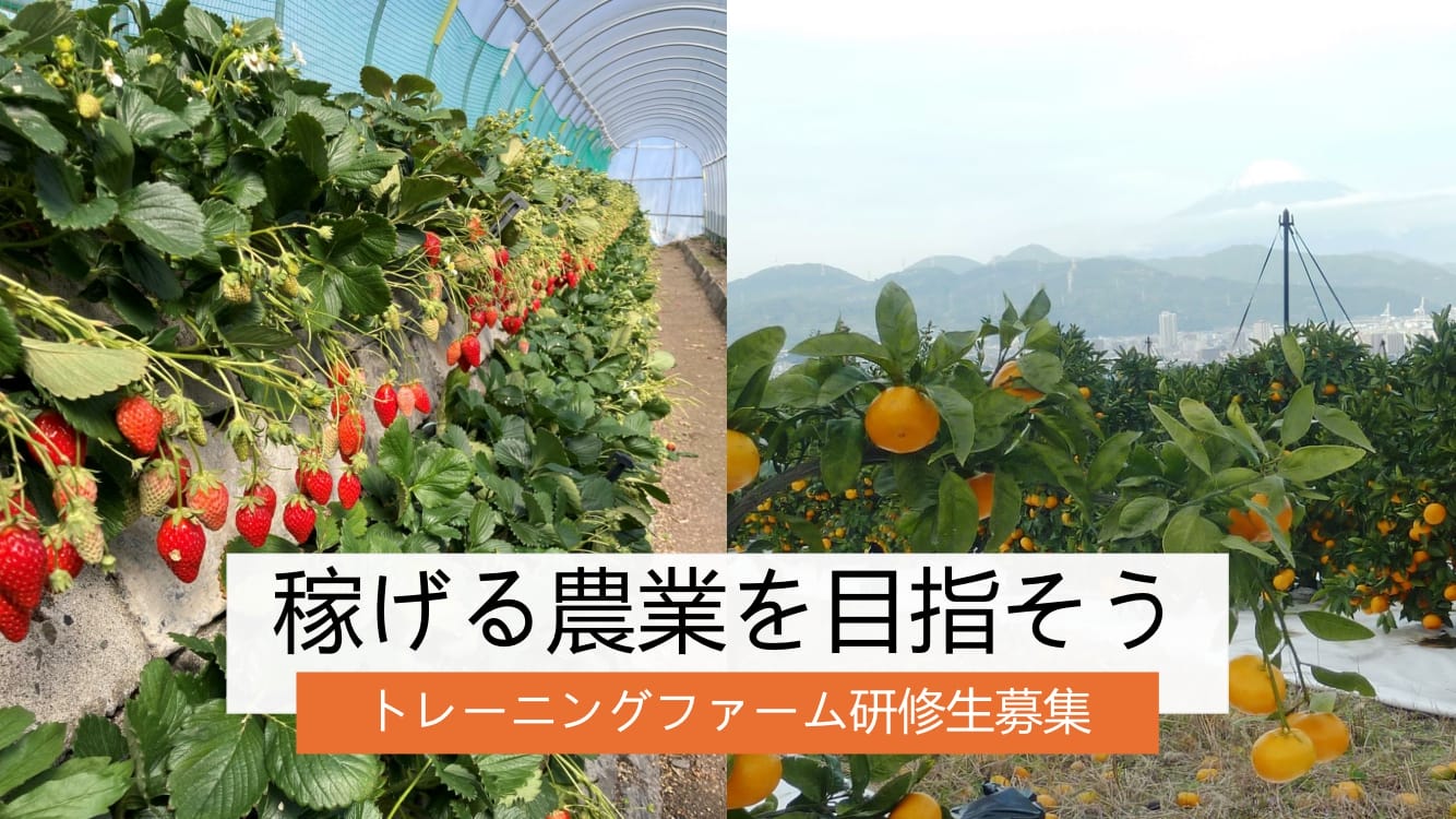 稼げる農業、静岡市で始めよう。トレーニングファーム研修生募集！ | 地域のトピックス