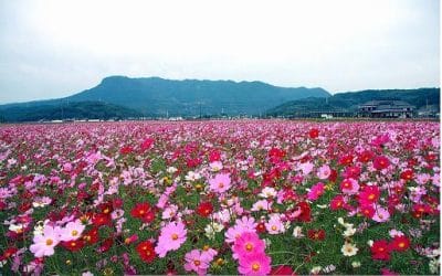 おんせん県おおいた　中津市の地域おこし協力隊７名募集 | 地域のトピックス