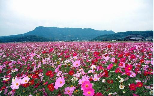 おんせん県おおいた　中津市の地域おこし協力隊７名募集 | 地域のトピックス