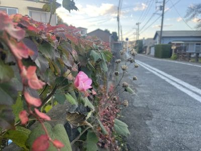 【二宮町】「また来たい」が、暮らしにつながっていく。 移住者・二拠点の人がつくる二宮町のお店めぐり。 | 地域のトピックス