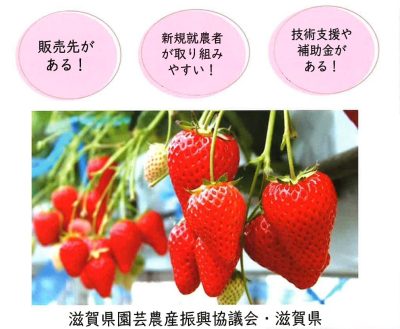 滋賀県オリジナルいちご品種「みおしずく」で就農しませんか | 地域のトピックス