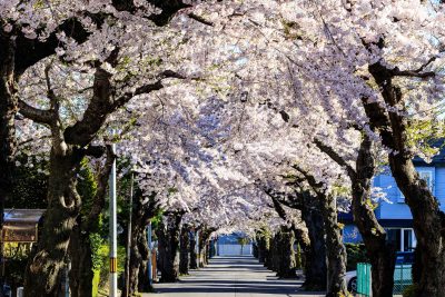 【函館】春の訪れ、桜の開花予想とお花見情報 | 地域のトピックス