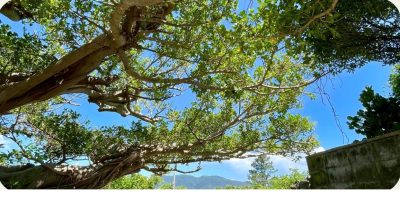 【奄美群島】フリー滞在プログラム、2026年度版に更新しました！ | 地域のトピックス